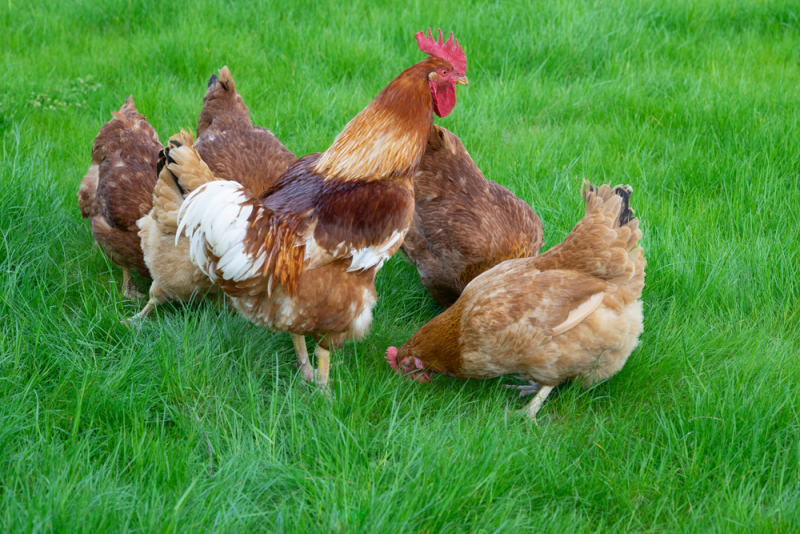 Gà Rhode Island Red