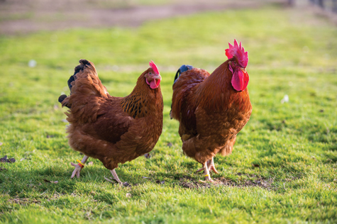 Gà Rhode Island Red