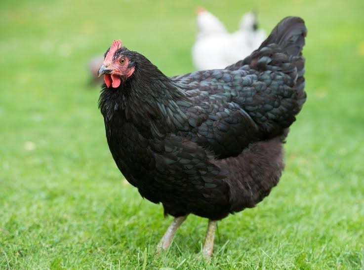 Gà Australorp