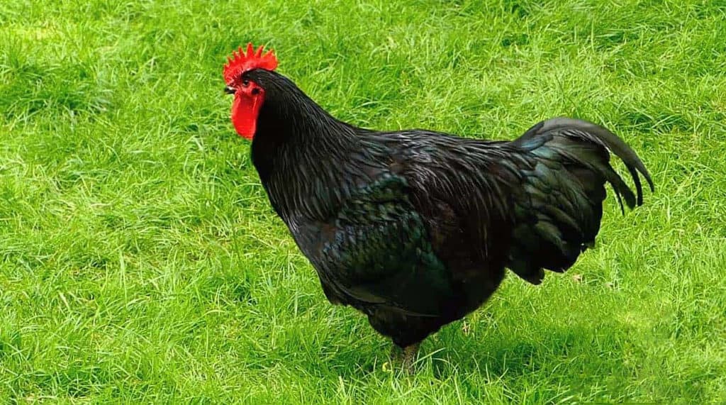 Gà Australorp