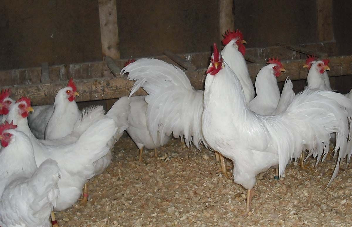 Gà Leghorn