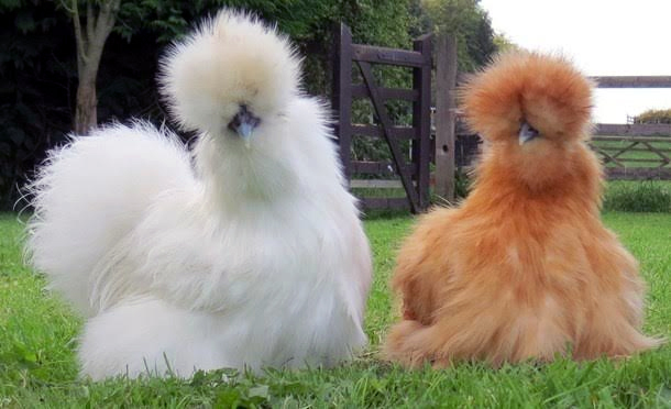 gà Silkie