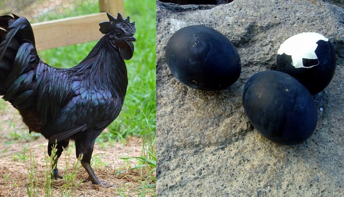 gà Ayam Cemani