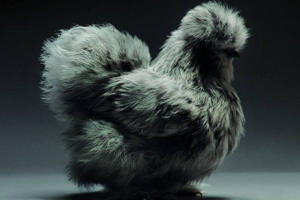 gà Silkie