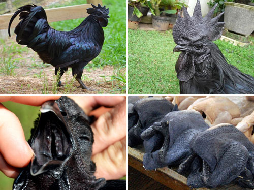 gà Ayam Cemani